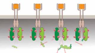 Oncogenic activation receptor tyrosine kinases [upl. by Sesom]