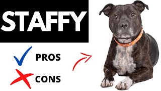 Staffordshire Bull Terrier Pros And Cons  Should You REALLY Get A STAFFY [upl. by Alaj611]