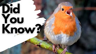 Things you need to know about ROBINS [upl. by Fionnula]