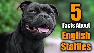 5 Facts About Staffordshire Bull Terriers [upl. by Ardnaeel]