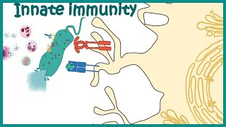 Innate immune system detailed overview [upl. by Andromada66]