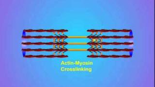 4 ActinMyosin Crosslinking [upl. by Ardua]