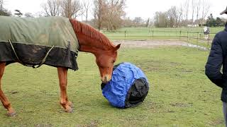 HORSES PLAYING WITH BIG BALL [upl. by Rosco]