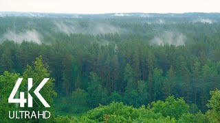 8 HOURS of Incredibly Calming Sound of Rain and Birds Chirping in the Forest 4K UltraHD [upl. by Gine]