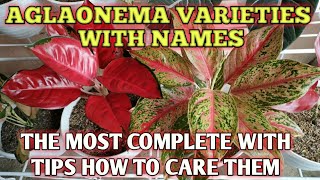 AGLAONEMA VARIETIES WITH NAMES  AGLAONEMA PLANT CARE TIPS [upl. by Francisco920]