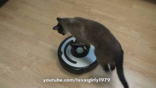 Cat shows HOW TO use iRobot Roomba Vacuum [upl. by Ahsimit]