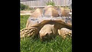 Sulcata Tortoise Outside Enclosure [upl. by Elleron275]