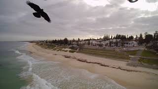 Crows attack drone over Cottesloe Beach [upl. by Keelin]