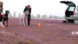 Coursing with Great Dane and Irish Wolfhound [upl. by Ylrehs]