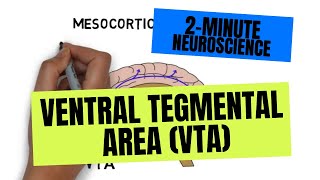 2Minute Neuroscience Ventral Tegmental Area VTA [upl. by Kara432]