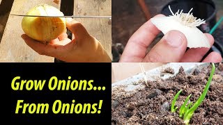 How To Grow An Onion From An Onion Bottom 2019 [upl. by Eceer]