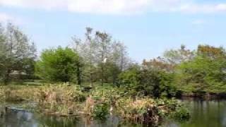 Roseate Spoonbill in Flight [upl. by Curhan461]