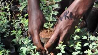 LAfrique se met au vert  Les arbres comme fertilisants naturels [upl. by Deacon]