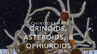 Echinodermata crinoids asteroids amp ophiuroids [upl. by Lona597]