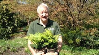 Fern Dryopteris wallichiana Jurassic Gold in Bowdens Gardens [upl. by Berliner]