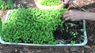 How to Grow Fenugreek Leaves Kasoori Methi Video Instructions by Bhavna [upl. by Waterer333]