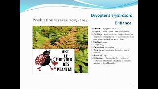 Dryopteris erythrosora Brillance plante vivace [upl. by Aseefan202]