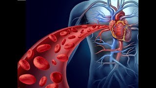 cardiovascular system cardiac output [upl. by Drawdesemaj]