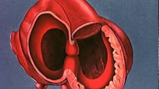 Heart embryology video [upl. by Orgell574]