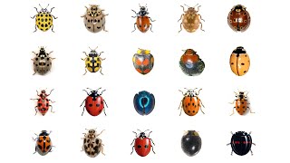 🐞 Learn 20 Types Of Ladybugs  LadyBug Types In English Language  Ladybirds  Lady Beetles [upl. by Maryly927]