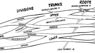 The Brachial Plexus Animated Review HD [upl. by Leahcimed]