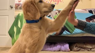 Training 3 Month Old Golden Retriever Puppy [upl. by Mavilia953]