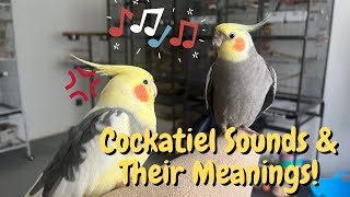 Cockatiel Sounds and Their Meanings  TheParrotTeacher [upl. by Ecirtael]