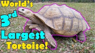 Sulcata Tortoises Facts and Care Tips [upl. by Aniluap]