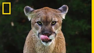 See Why the Mysterious Mountain Lion Is the ‘Bigfoot’ of Big Cats  Short Film Showcase [upl. by Madora]