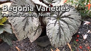 Begonia Varieties Names  Care and Growing Conditions [upl. by Ok442]