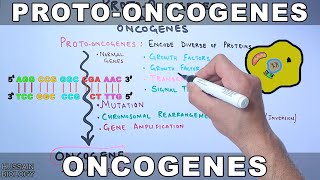 ProtoOncogenes and Oncogenes [upl. by Laekcim687]