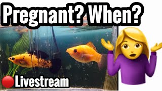 Pregnant Molly Fish How Long Breeding amp Raising Babies [upl. by Crespi]