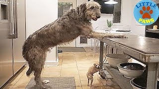 Hilarious Photos Of Irish Wolfhounds And It’s CRAZY How Large They Are [upl. by Ysak]