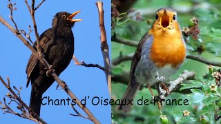 CHANTS dOISEAUX de FRANCE 30 chants [upl. by Thgiled845]