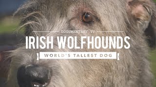 ALL ABOUT IRISH WOLFHOUNDS THE WORLDS TALLEST DOG [upl. by Glynas]