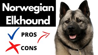 Norwegian Elkhound Pros And Cons  Should You REALLY Get A NORWEGIAN ELKHOUND [upl. by Eelorac239]