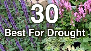 Drought Resistant Flowers 30 Perennials Proven To Grow [upl. by Vona]