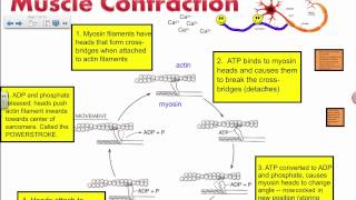 Muscle Contraction  Actin and Myosin IB Biology [upl. by Meehan]