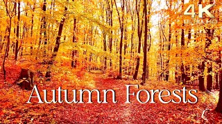 Enchanting Autumn Forests with Beautiful Piano Music  4K Autumn Ambience amp Fall Foliage [upl. by Ase664]