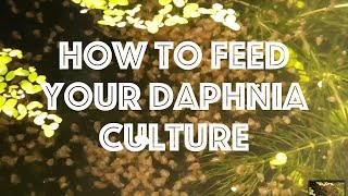 How To Feed Your Daphnia Culture [upl. by Noitsirhc]