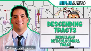 Neurology  Descending Tracts Medullary Reticulospinal Tract [upl. by Restivo]