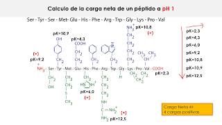 Ejercicio cálculo de pI de un péptido [upl. by Kcirrad]