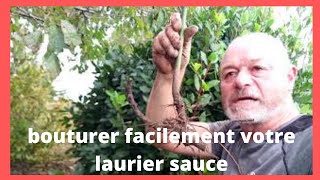 Comment bouturer notre Laurier [upl. by Waverly]