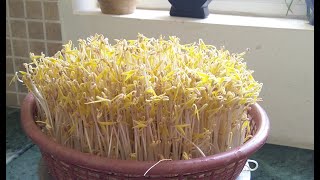 How I grow green bean sprouts at home [upl. by Nellek]