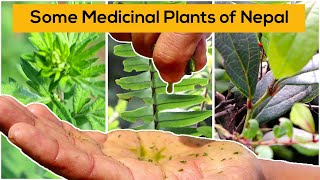 Some medicinal plants of Nepal and their uses  HASERA Organic Farm [upl. by Marybella205]