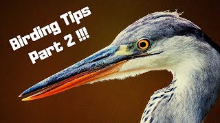 bird watching  five tips and tricks birding [upl. by Ahsiniuq323]