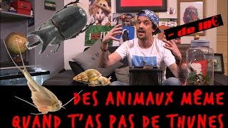 DES ANIMAUX MÊME QUAND TAS PAS DE THUNES [upl. by Noryak]