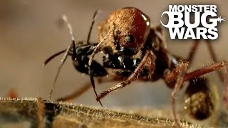 Leafcutter Ant Soldier vs Speckled House Spider  MONSTER BUG WARS [upl. by Pilar261]