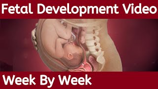 Fetal Development Week by Week  Fetal Development  Stages of Fetal Development [upl. by Schuster25]