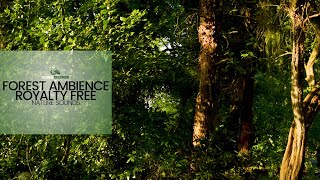 Forest Ambience  Nature Sound Effect Free Download [upl. by Iblehs]